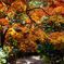 嵯峨野の紅葉