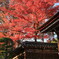 紅萌える２