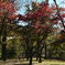 公園一人ぼっち