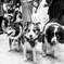 Dogs
