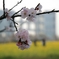 桜と菜の花とフジテレビ