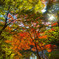 紅葉  　iphone１５　RAW　撮影