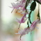 我が家のお花