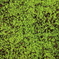 moss