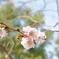 冬の桜