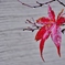 雨の日の紅葉 1