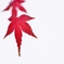 雨の日の紅葉 3