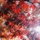 千本釈迦堂の紅葉
