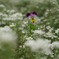 SDIM0059