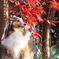 20231212154726_IMG_9509　　そろそろ紅葉は終わりかな？