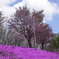 桜と芝桜