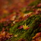 紅葉　DSC02453