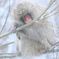 今年もまた雪の季節が始まった