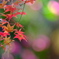 紅葉の愛で方
