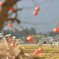 柿とすすきとローカル線