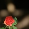 Some say love…