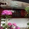 紫陽花