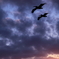 Twilight Pelican