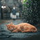 ねこ 5