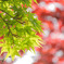 音戸の瀬戸公園にて