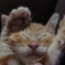 ふにゃふにゃ