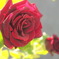 冬陽当たりの薔薇