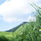 曽爾高原