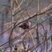 幸せの赤い鳥　ベニマシコ