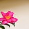 初冬・山茶花