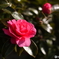 ピンク色の花