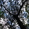 嵐の後の森2