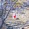 城跡の桜