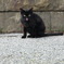 黒猫ペロ