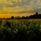 菜の花と五重塔の夕景