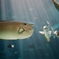 美麗海水族館
