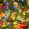 クリスマス満開3