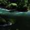 新緑の奥入瀬渓流