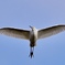 野鳥飛翔で年末のご挨拶を＾＾
