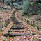 DSC_0040 (1)