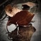 fallen leaves Ⅱ