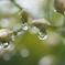 雨上がり