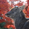 奈良公園のアイドル