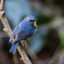 幸せの青い鳥