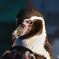 ペンギン(イケメン)