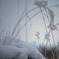 雪の香り