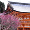 梅と下鴨神社