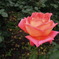 薔薇