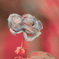 不思議なバラの花