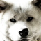 秋田犬