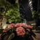 hydrangea and shangri-la